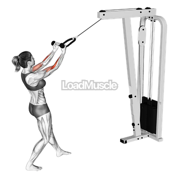 Cable Standing Biceps Curl (with rope)