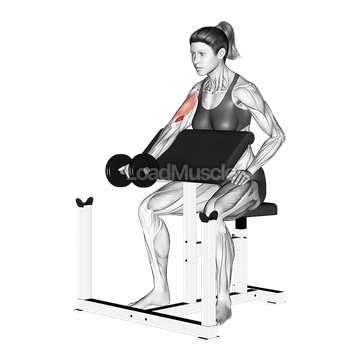 Dumbbell Single Arm Preacher Curl