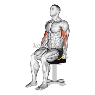 Resistance Band Seated Biceps Curl