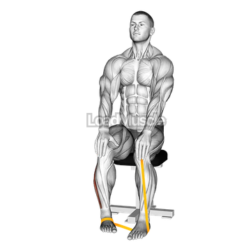 Resistance Band Foot Eversion