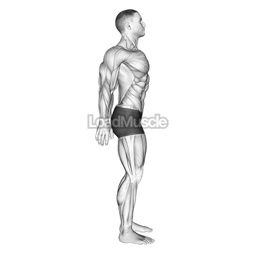 Scapula Retraction Protraction