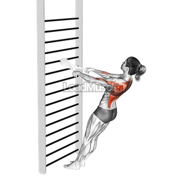 Bodyweight Standing Row (with towel)