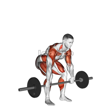 Barbell Hang Clean Below the Knees