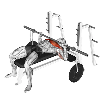 Barbell Bench Press (with hanging band technique)