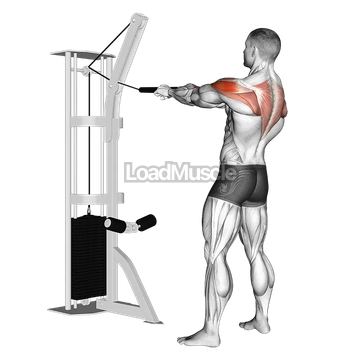 Cable Standing Rear Delt Horizontal Row (with rope)