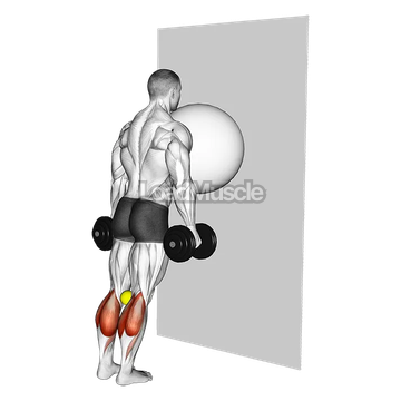 Exercise Ball on the Wall Calf Raise (tennis ball between knees)