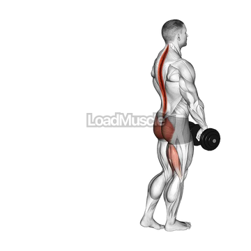 Dumbbell Single Stiff Leg Deadlift