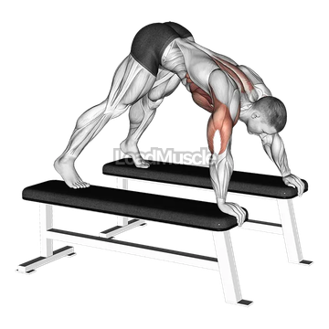 Pike Push up (between Benches)