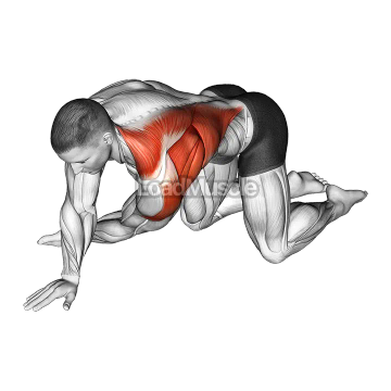 Kneeling T Spine Mobility Stretching