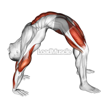 Bridge Pose Yoga Stretch