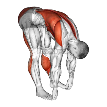 Standing Hamstrings and Back Stretch