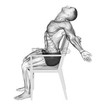 Static Position Seated Back