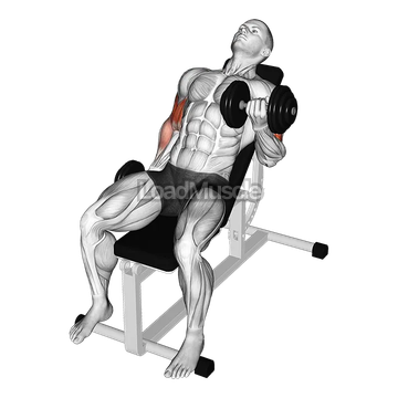 Dumbbell Incline Alternate Bicep Curl