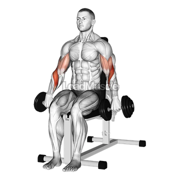 Dumbbell Seated Reverse Grip Biceps Curl