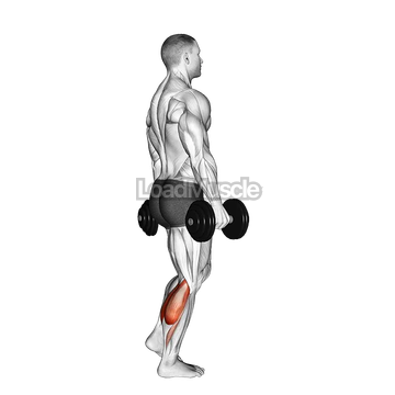 Dumbbell Standing Single Leg Calf Raise