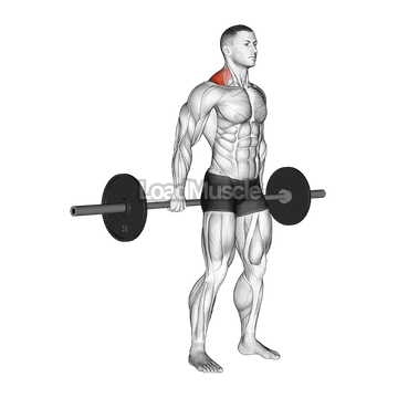 Barbell Behind The Back Shrug