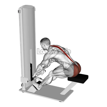 Lever Seated Good Morning