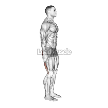 Standing Back Extension And Flexion