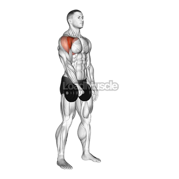 Dumbbell One Arm Front Raise