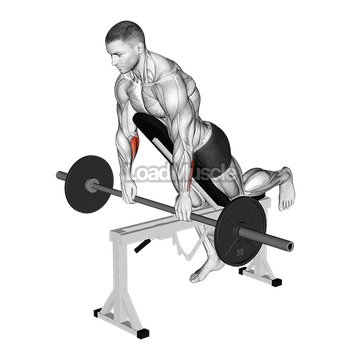 Barbell Incline Wrist Curl with Chest Support