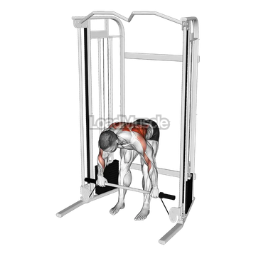 Cable Bent Over Row with Bar