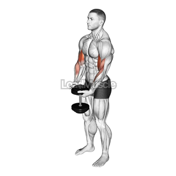 Dumbbell Standing Single Spider Curl
