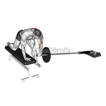 Landmine One Arm Bent Over Bench Row