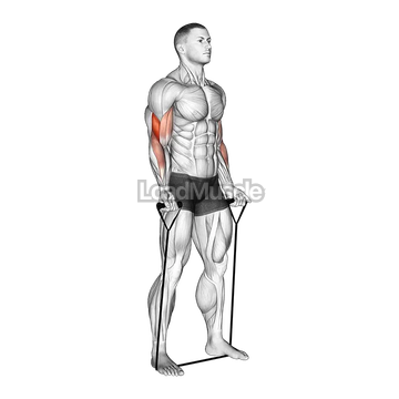 Band Biceps Curl