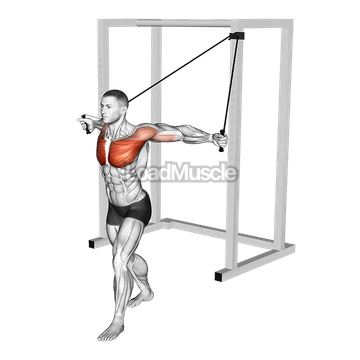 Band Low Chest Fly