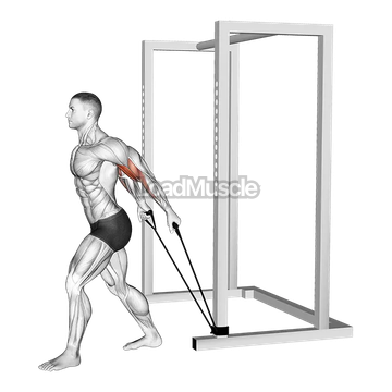 Band 45 degrees Biceps Curl