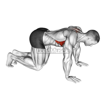 Kneeling Scapular Push-Up