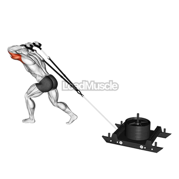 Power Sled Triceps Extension