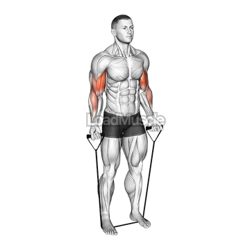 Band Close Grip Biceps Curl