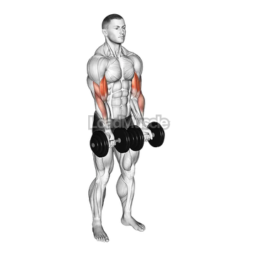 Dumbbell Close Grip Curl