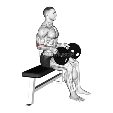 Weighted Seated Neutral Wrist Curl