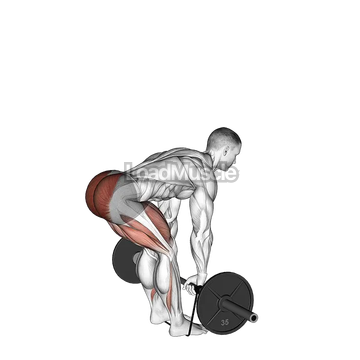 Barbell Banded Romanian Deadlift