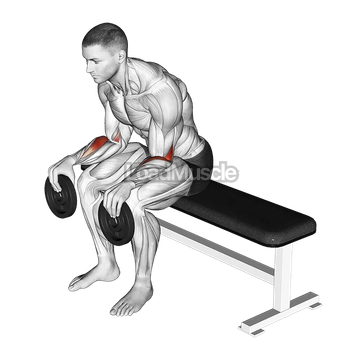 Weighted Seated Supination