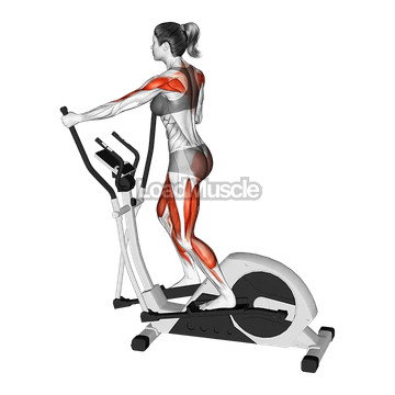 Walking on Elliptical Machine