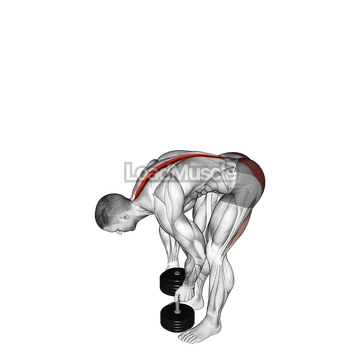 Dumbbell Straight Legs Deadlift