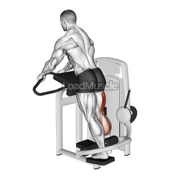 Lever Standing Leg Curl