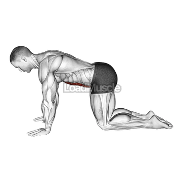 Abdominal 4 points