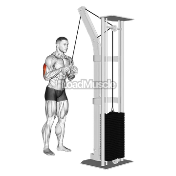Cable Triceps Pushdown (V bar)