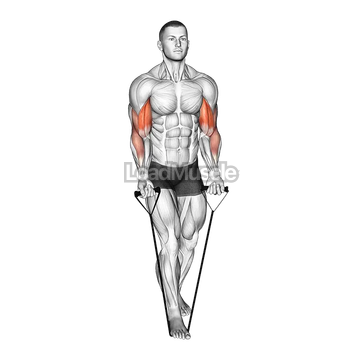 Band Biceps Curl