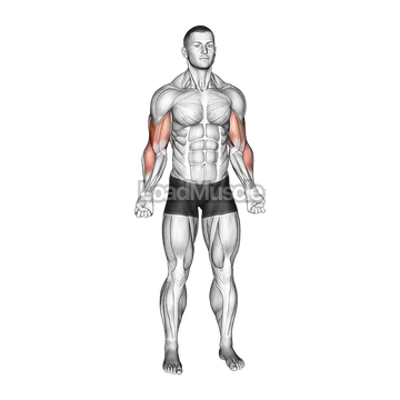 Bodyweight Standing Biceps Curl