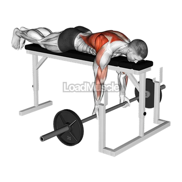 Barbell Lying Close Grip Underhand Row on Rack
