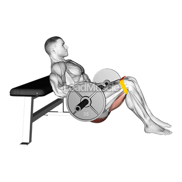 Barbell Resistance Band Hip Thrust