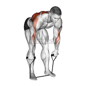 Band Bent Over Wide Grip Row