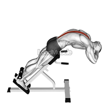 45 degrees Back Extension