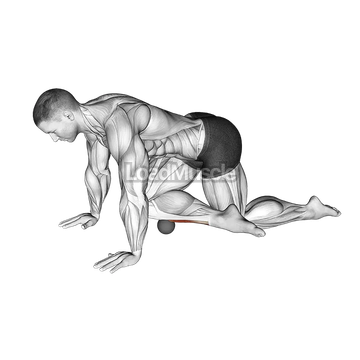 Roll Ball Tibialis Anterior