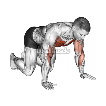 Kneeling Shoulder Tap